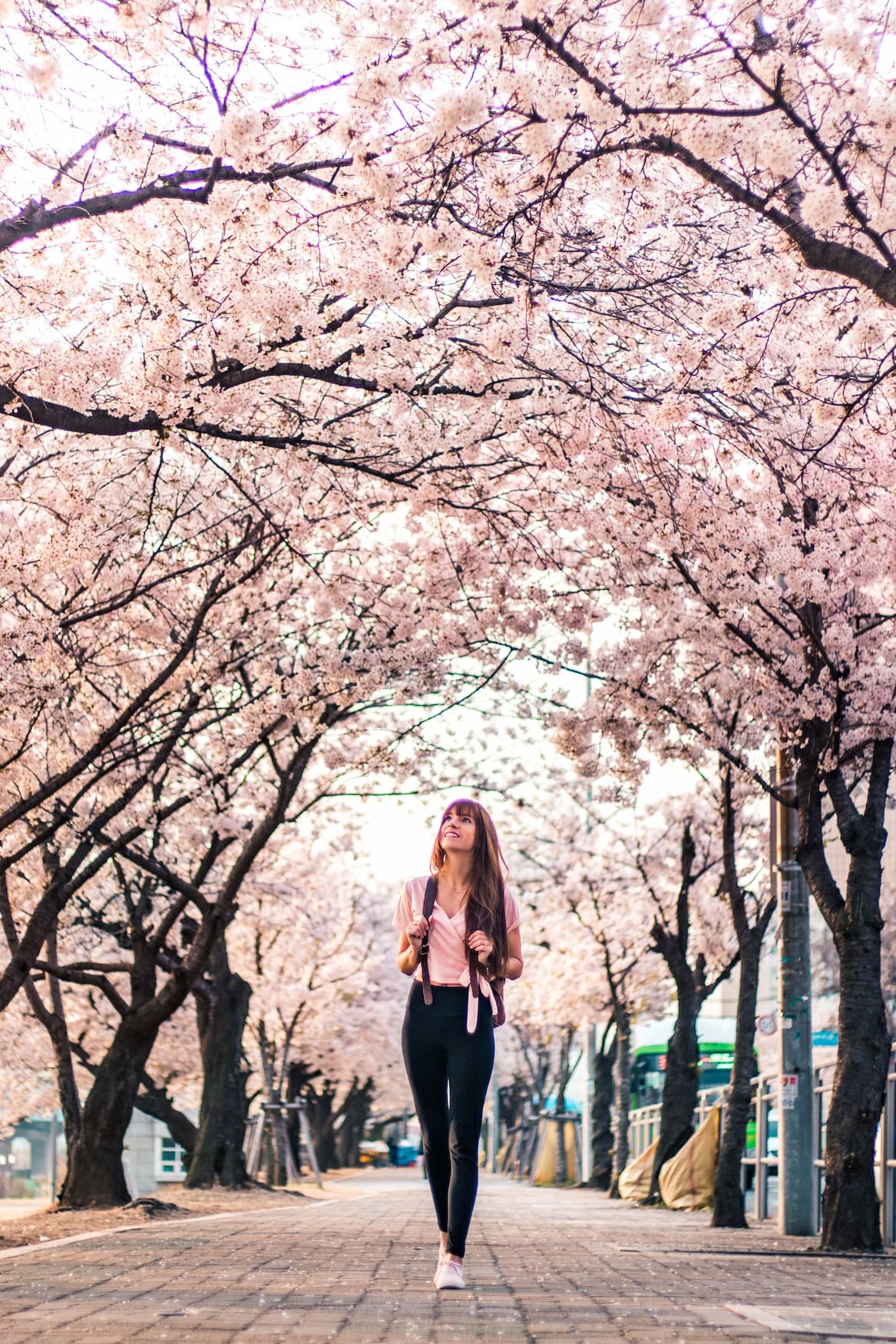 Viajero bajo los cerezos en flor durante la temporada de sakura en Japón